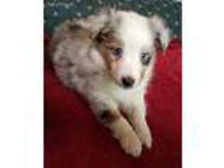 Shetland Sheepdog Puppy for sale in Lyons, WI, USA