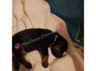 Doberman Pinscher Puppy for sale in Phenix City, AL, USA