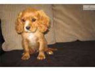Cavalier King Charles Spaniel Puppy for sale in Eau Claire, WI, USA