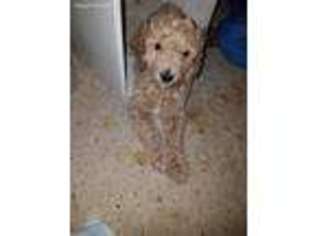 Mutt Puppy for sale in Jenks, OK, USA