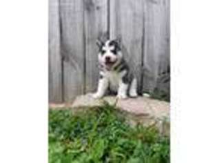 Siberian Husky Puppy for sale in Frankfort, KY, USA