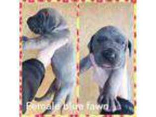 Great Dane Puppy for sale in Orem, UT, USA