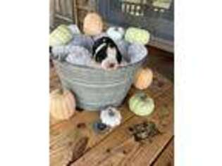 English Springer Spaniel Puppy for sale in Ranger, GA, USA