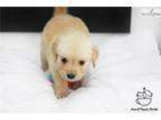 Golden Retriever Puppy for sale in Albany, NY, USA