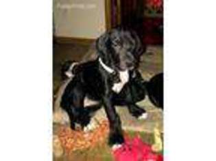 Great Dane Puppy for sale in Washington, MI, USA