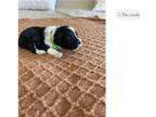 Portuguese Water Dog Puppy for sale in Findlay, OH, USA