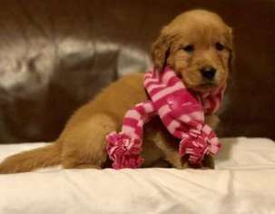 Golden Retriever Puppy for sale in Gunter, TX, USA
