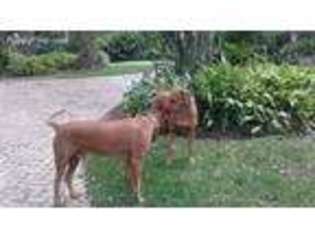 Rhodesian Ridgeback Puppy for sale in Murphy, NC, USA