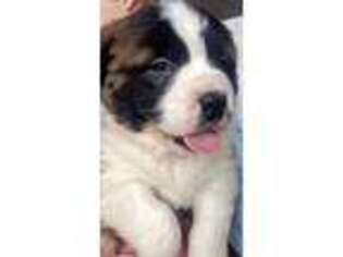 Saint Bernard Puppy for sale in Sugarcreek, OH, USA