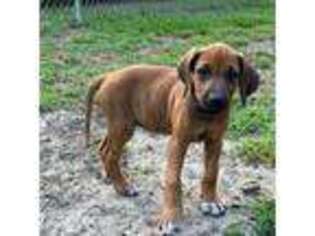 Rhodesian Ridgeback Puppy for sale in Fort Meade, FL, USA