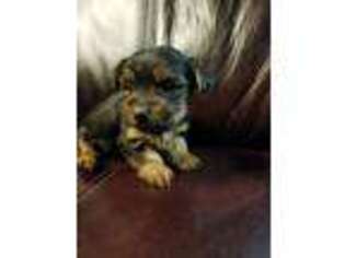 Yorkshire Terrier Puppy for sale in La Junta, CO, USA