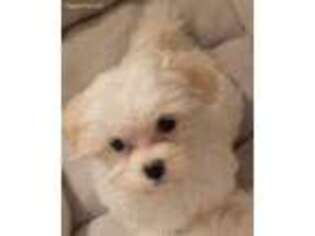 Maltese Puppy for sale in Lenoir, NC, USA