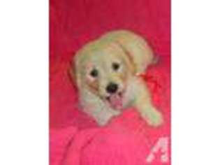Goldendoodle Puppy for sale in KAILUA, HI, USA