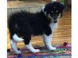 Collie Puppy for sale in Fairbank, IA, USA