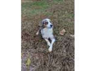 Miniature Australian Shepherd Puppy for sale in Theodosia, MO, USA
