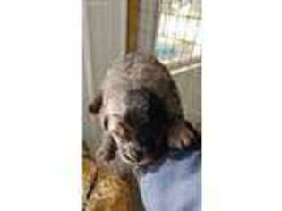 Labradoodle Puppy for sale in Sullivan, IL, USA