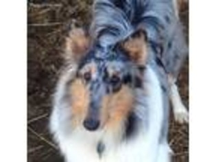 Medium Photo #1 Collie Puppy For Sale in Stanwood, WA, USA