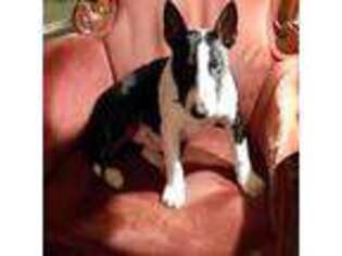 Bull Terrier Puppy for sale in Corpus Christi, TX, USA