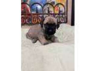 Mastiff Puppy for sale in New London, NC, USA