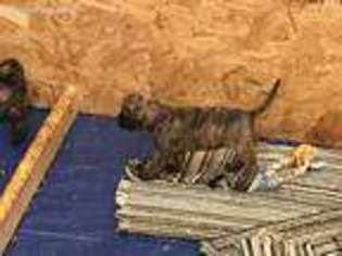 Mastiff Puppy for sale in Quincy, IL, USA