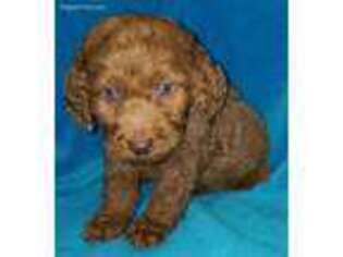 Goldendoodle Puppy for sale in Camdenton, MO, USA