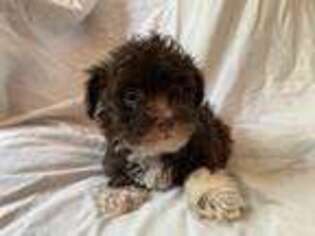 Havanese Puppy for sale in Parker, CO, USA