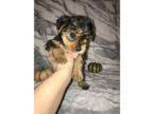 Yorkshire Terrier Puppy for sale in Mount Carmel, PA, USA