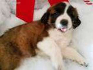 Saint Bernard Puppy for sale in Newcomerstown, OH, USA