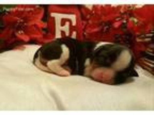 Cavalier King Charles Spaniel Puppy for sale in Edgewood, MD, USA