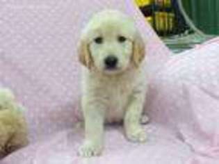 Golden Retriever Puppy for sale in Mc Louth, KS, USA
