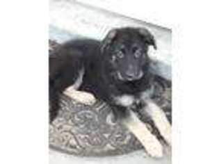 German Shepherd Dog Puppy for sale in Eustis, FL, USA