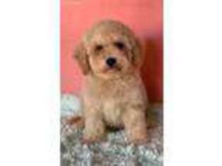 Goldendoodle Puppy for sale in Irvine, CA, USA