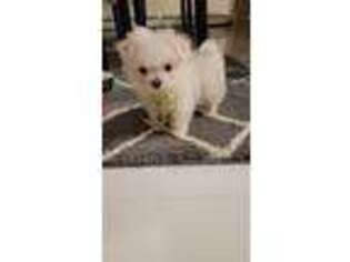 Maltese Puppy for sale in Jericho, NY, USA