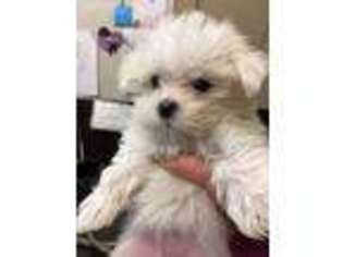 Maltese Puppy for sale in Flushing, MI, USA