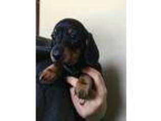 Dachshund Puppy for sale in Cut Bank, MT, USA