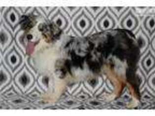 Australian Shepherd Puppy for sale in Fort Worth, TX, USA