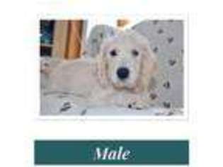 Labradoodle Puppy for sale in Lavelle, PA, USA