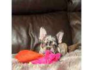 French Bulldog Puppy for sale in Priddy, TX, USA