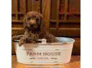 Goldendoodle Puppy for sale in Roseville, OH, USA