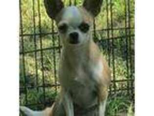 Chihuahua Puppy for sale in Shawnee, OK, USA