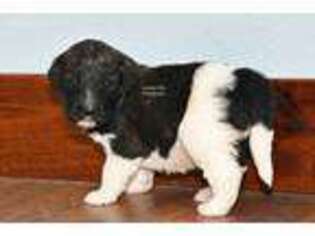 Saint Berdoodle Puppy for sale in Ligonier, IN, USA