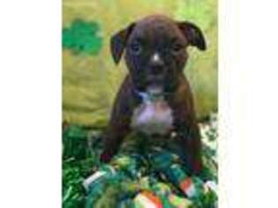 Boxer Puppy for sale in Reno, NV, USA
