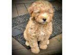 Goldendoodle Puppy for sale in Port Monmouth, NJ, USA