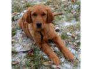 Golden Retriever Puppy for sale in Eastman, WI, USA