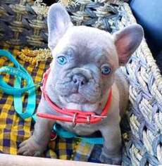 French Bulldog Puppy for sale in Chapman Ranch, TX, USA