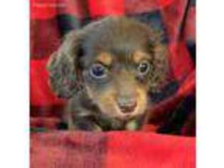 Dachshund Puppy for sale in Bluffton, MN, USA