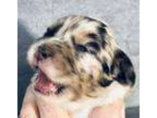 Mutt Puppy for sale in Burkesville, KY, USA