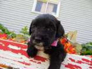Bernese Mountain Dog Puppy for sale in Adrian, MI, USA