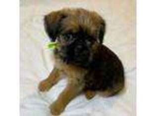 Brussels Griffon Puppy for sale in Tulsa, OK, USA