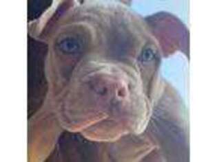 American Bulldog Puppy for sale in Memphis, TN, USA
